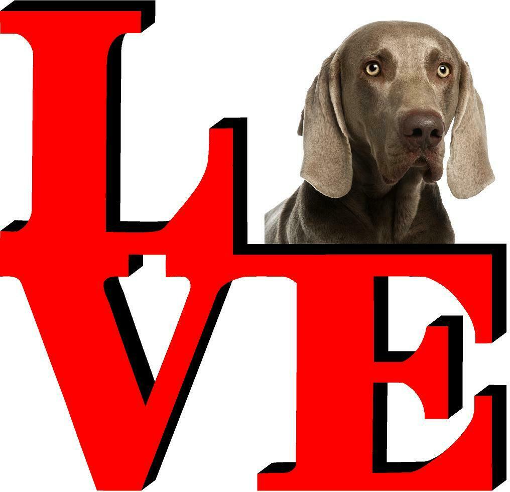 Weimaraner Cute Dog Fridge Refrigerator Car Magnet