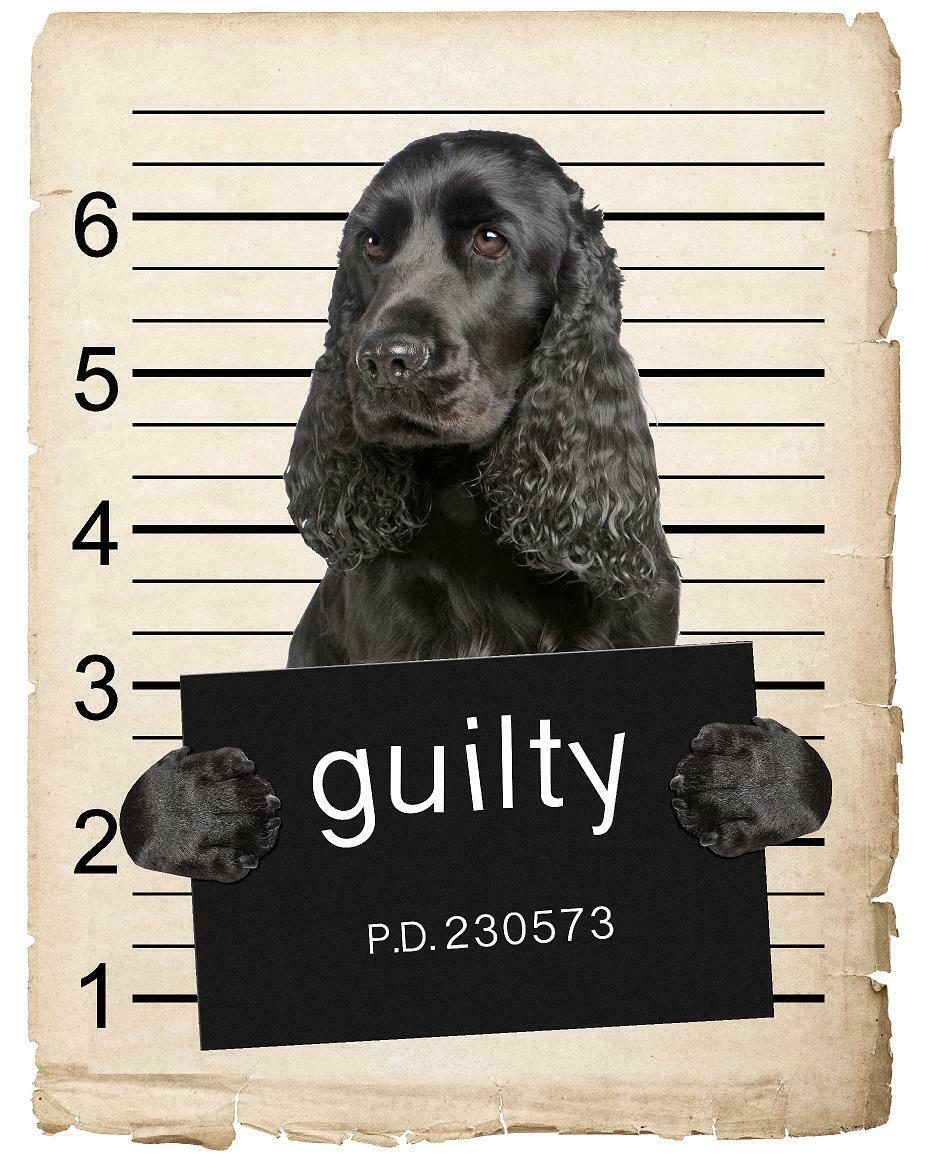English Cocker Spaniel Mugshot Bad Dog Fridge refrigerator Car Magnet
