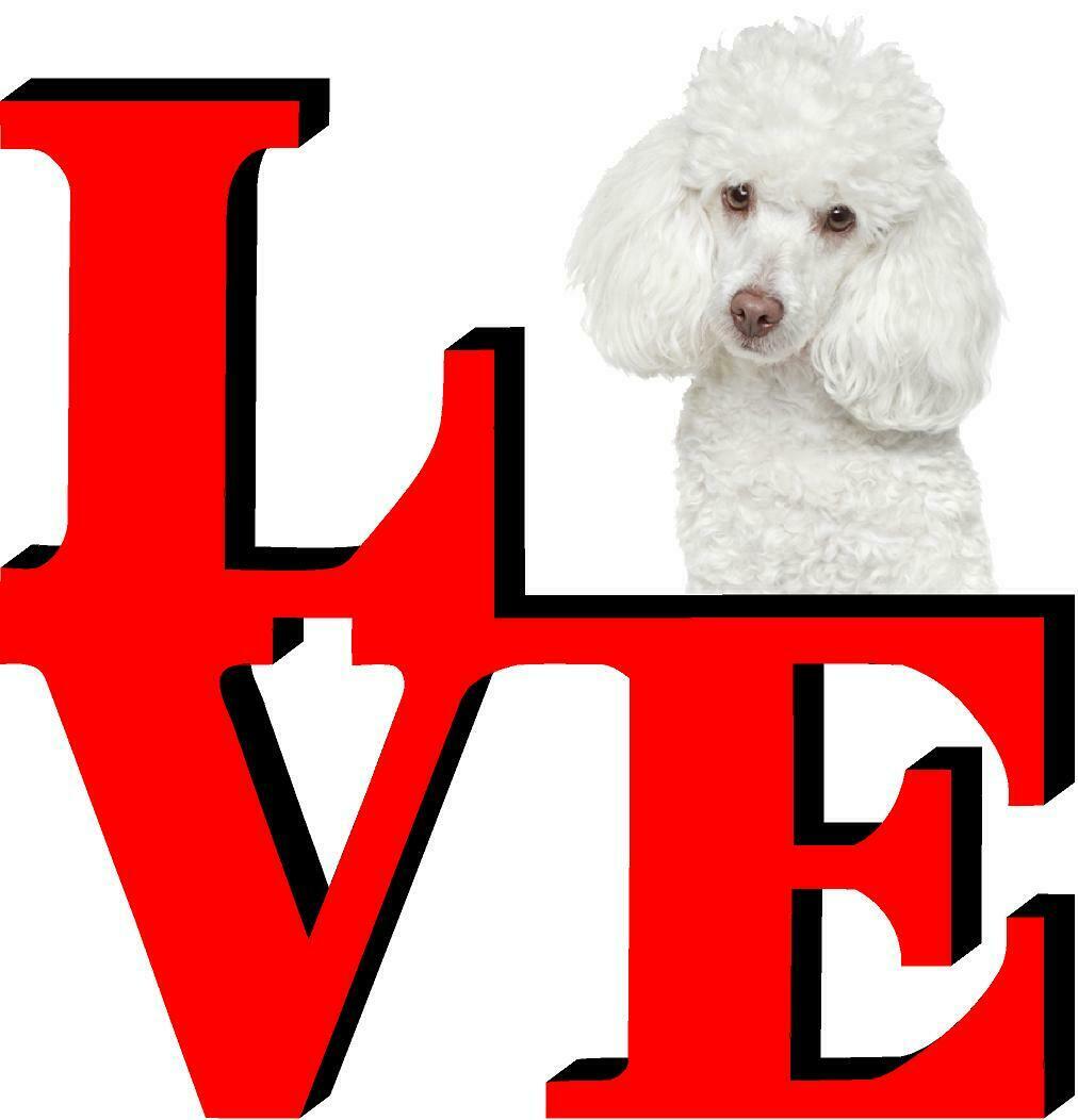 Poodle Love Park Cute Dog Fridge Refrigerator Car Magnet