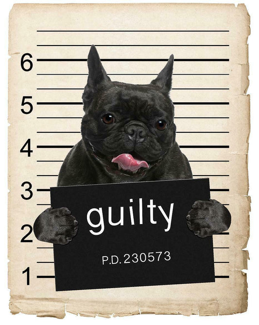 French Bulldog Mugshot Bad Dog Fridge refrigerator Car Magnet