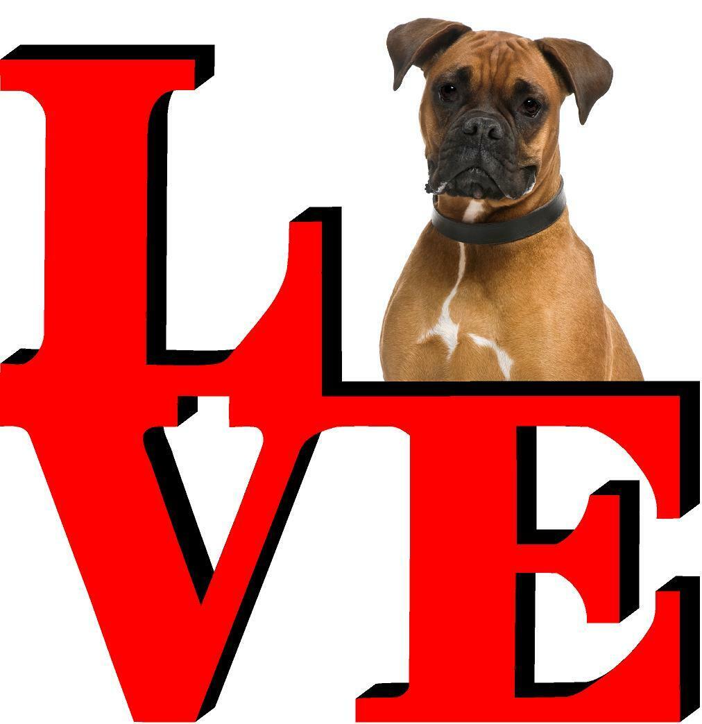 Boxer Dog Love Park Cute Dog Fridge Refrigerator Car Magnet