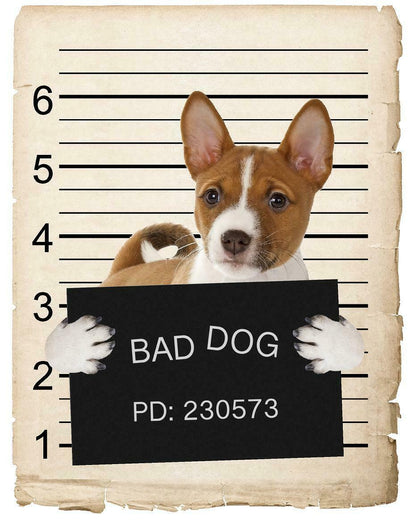 Basenji Mugshot Bad Dog Fridge refrigerator Car Magnet