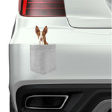 Ibizan Hound Dog in pocket Fridge Car Magnet Bumper Sticker App size 4"x7"