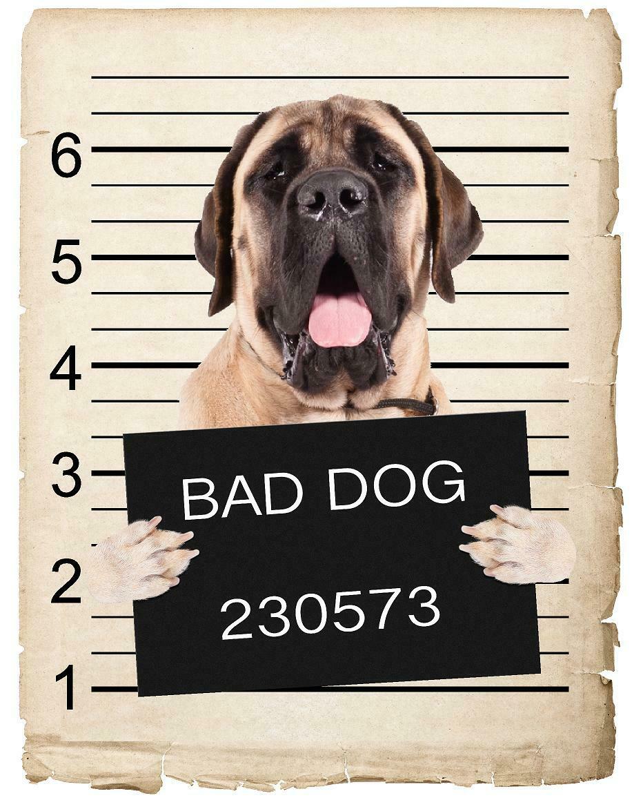 Mastiff Mugshot Bad Dog Fridge refrigerator Car Magnet
