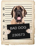 Mastiff Mugshot Bad Dog Fridge refrigerator Car Magnet
