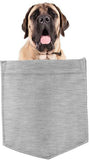 Mastiff Dog in pocket Fridge Car Magnet Bumper Sticker App size 4"x7"
