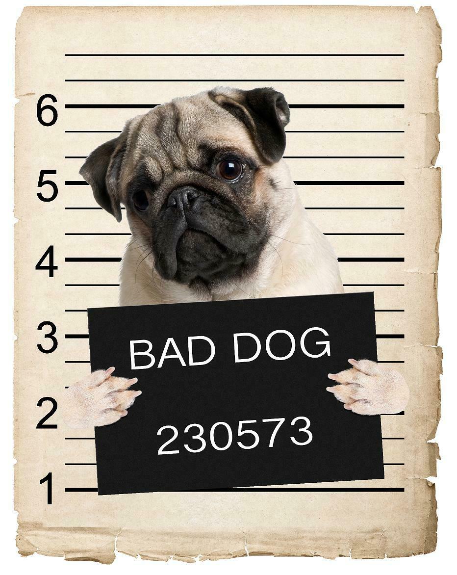 Pug Mugshot Bad Dog Fridge refrigerator Car Magnet