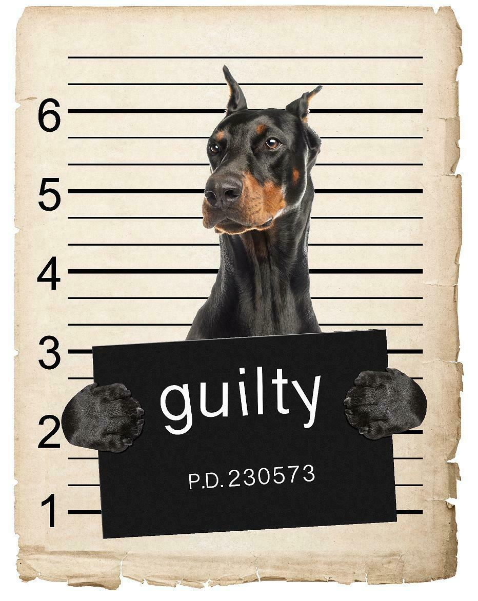 Doberman Pinscher Mugshot Bad Dog Fridge refrigerator Car Magnet