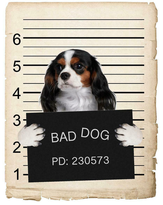 Cavalier King Charles Spaniel Mugshot Bad Dog Fridge refrigerator Car Magnet