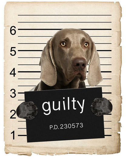 Weimaraner Mugshot Bad Dog Fridge refrigerator Car Magnet