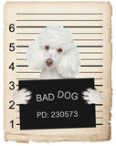 Poodle Mugshot Bad Dog Fridge refrigerator Car Magnet