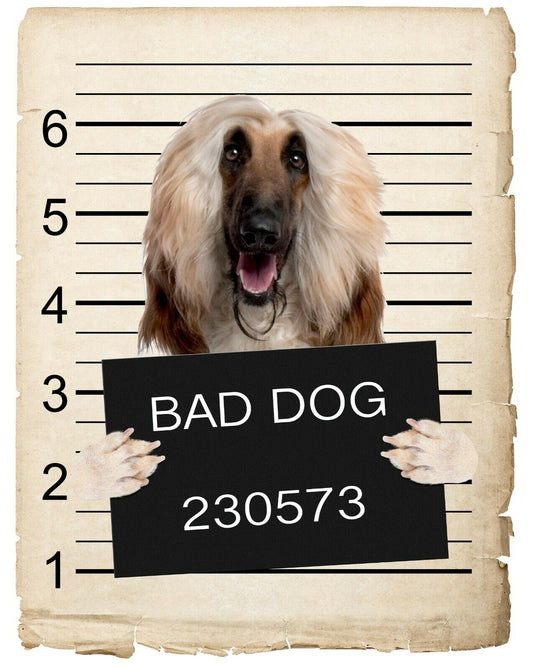 Afghan Hound Mugshot Bad Dog Fridge refrigerator Car Magnet Bumper Sticker
