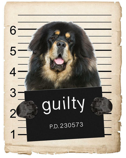 Tibetan Mastiff Mugshot Bad Dog Fridge refrigerator Car Magnet