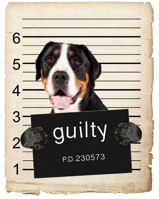Greater Swiss Mountain Dog Mugshot Bad Dog Fridge refrigerator Car Magnet
