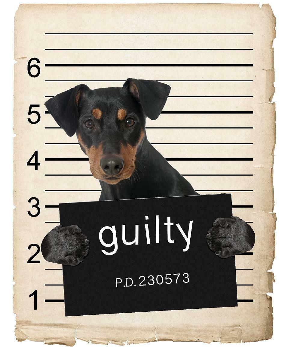 German Pinscher Mugshot Bad Dog Fridge refrigerator Car Magnet