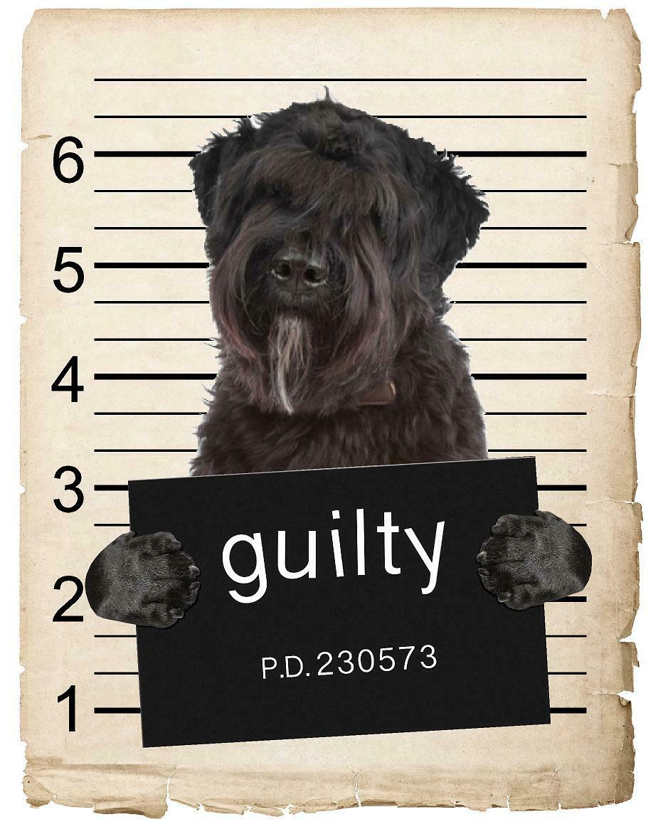 Bouviers Des Flandre Mugshot Bad Dog Fridge refrigerator Car Magnet