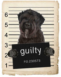 Bouviers Des Flandre Mugshot Bad Dog Fridge refrigerator Car Magnet