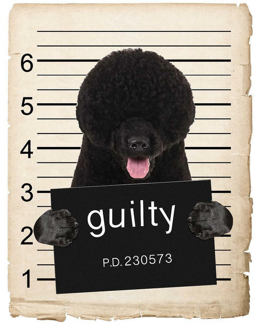 Portuguese Water Dog Mugshot Bad Dog Fridge refrigerator Car Magnet