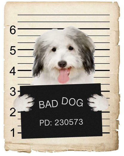 Coton De Tulear Mugshot Bad Dog Fridge refrigerator Car Magnet