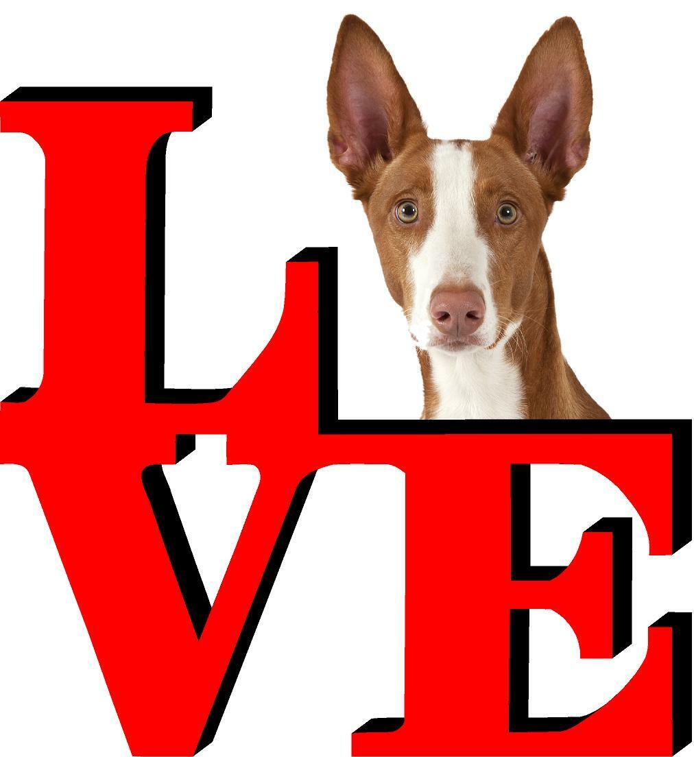 Ibizan Hound Dog Love Park Dog Fridge Refrigerator Car Magnet