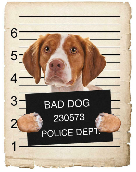 Brittany Mugshot Bad Dog Fridge refrigerator Car Magnet