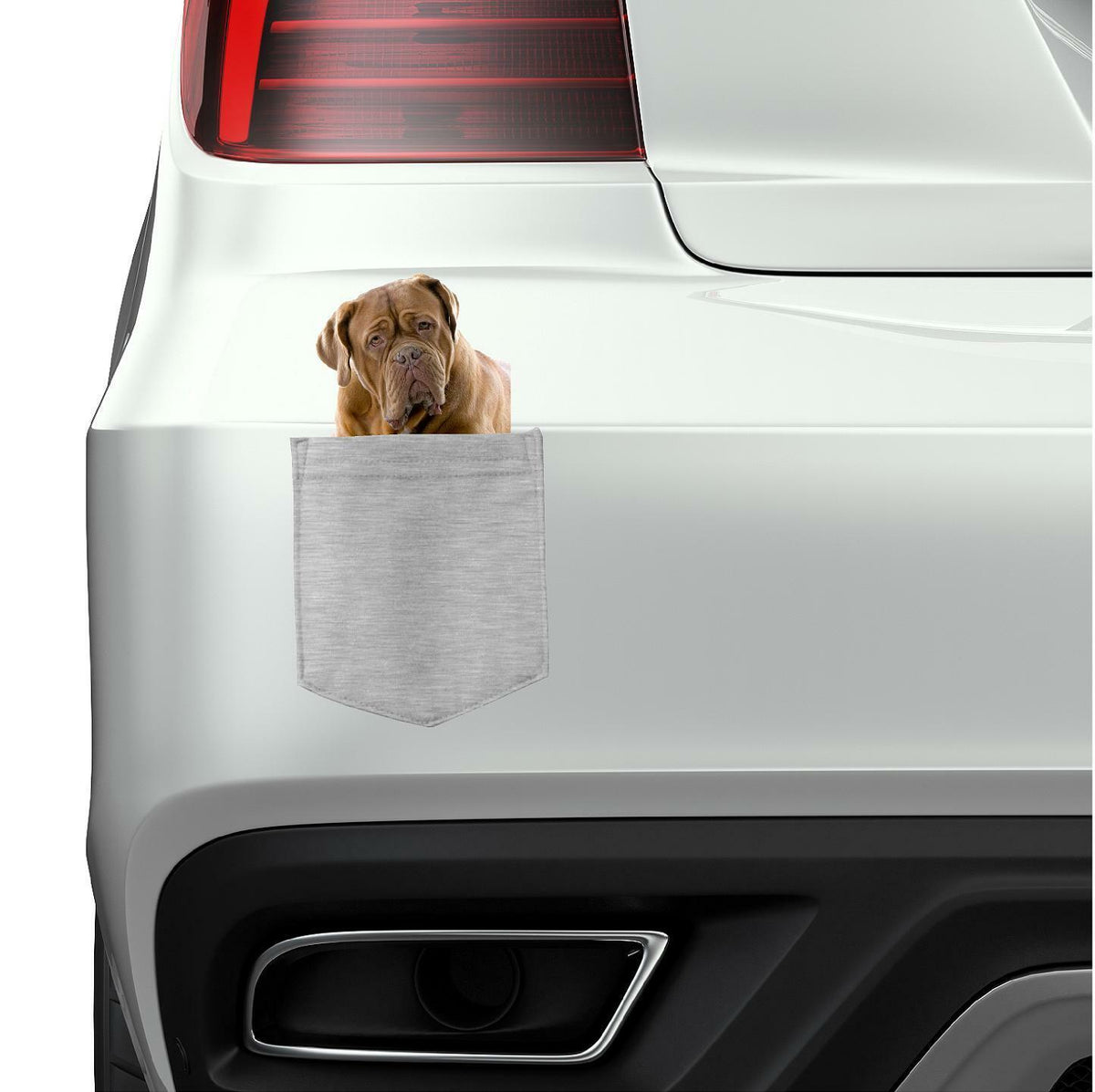 Bull Mastiff Dog in pocket Fridge Car Magnet Bumper Sticker App size 4"x7"
