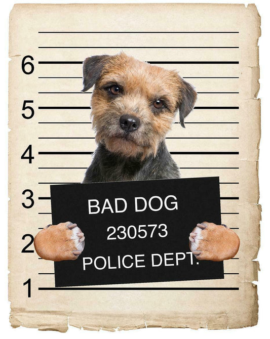 Border Terrier Mugshot Bad Dog Fridge refrigerator Car Magnet
