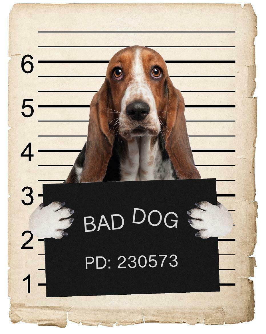 Basset Hound Mugshot Bad Dog Fridge refrigerator Car Magnet Bumper Sticker