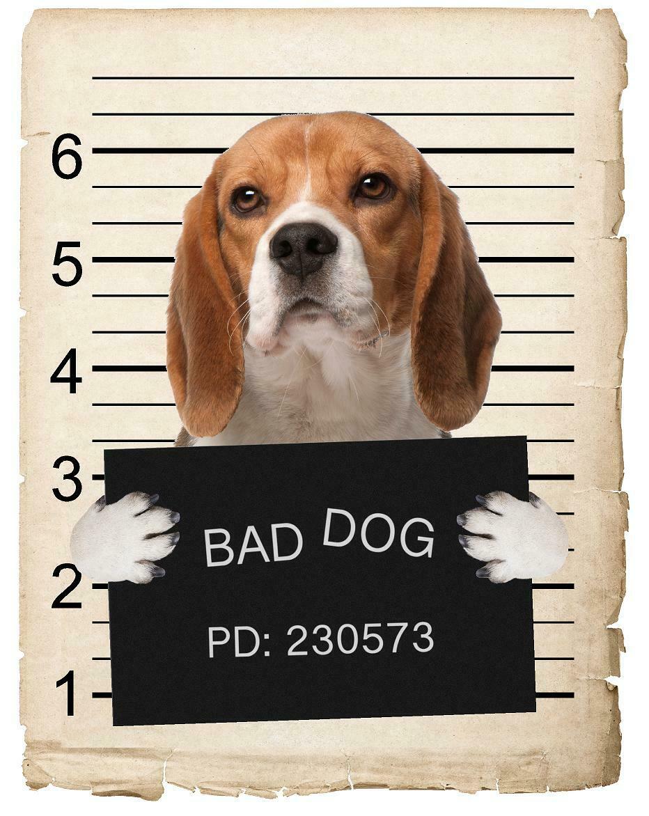 Beagle Mugshot Bad Dog Fridge refrigerator Car Magnet Bumper Sticker