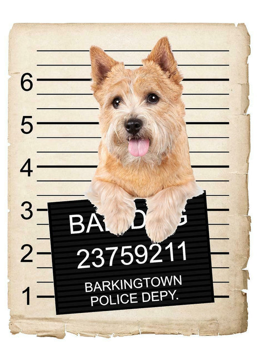Norwich Terrier Mugshot Bad Dog Fridge refrigerator Car Magnet