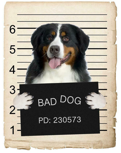 Bernese Mountain Dog Mugshot Bad Dog Fridge refrigerator Car Magnet