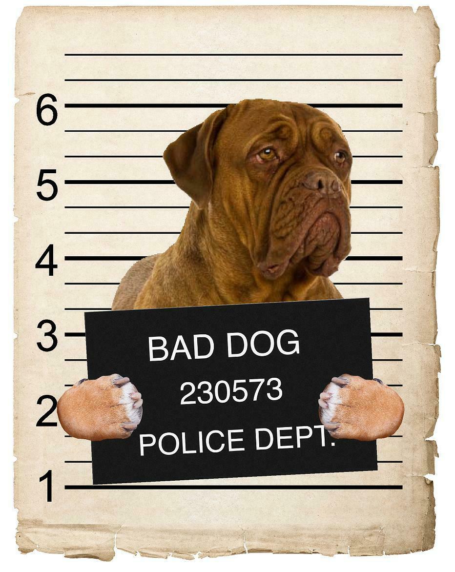 Dogues De Bordeaux Mugshot Bad Dog Fridge refrigerator Car Magnet