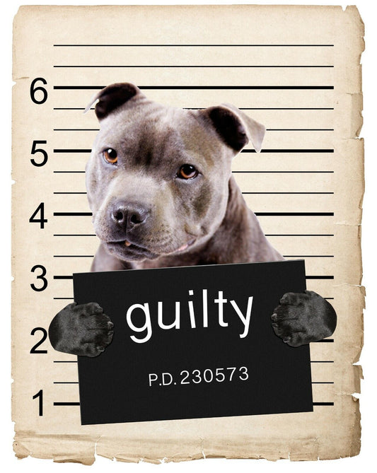 American Staffordshire Mugshot Bad Dog Fridge refrigerator Car Magnet