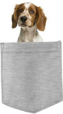 Welsh Springer Spaniel in pocket Fridge Car Magnet Bumper Sticker App size 4"x7"
