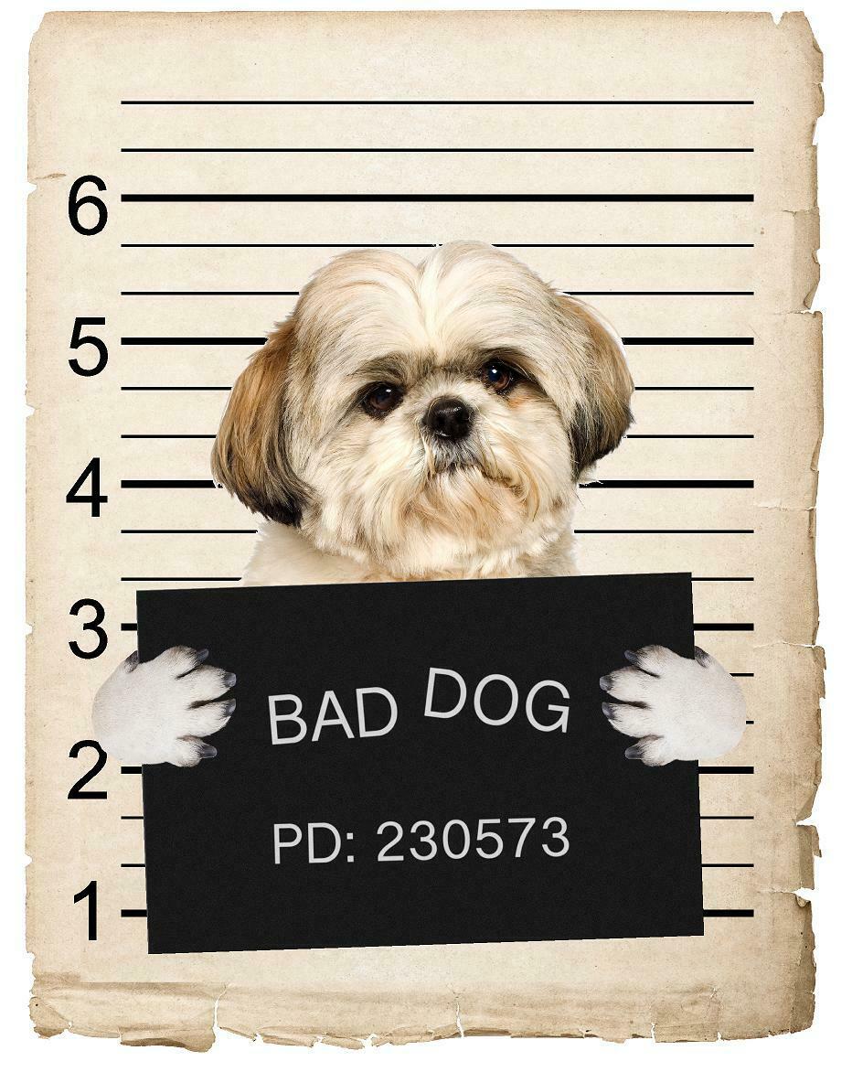 Shih Tzu Mugshot Bad Dog Fridge refrigerator Car Magnet