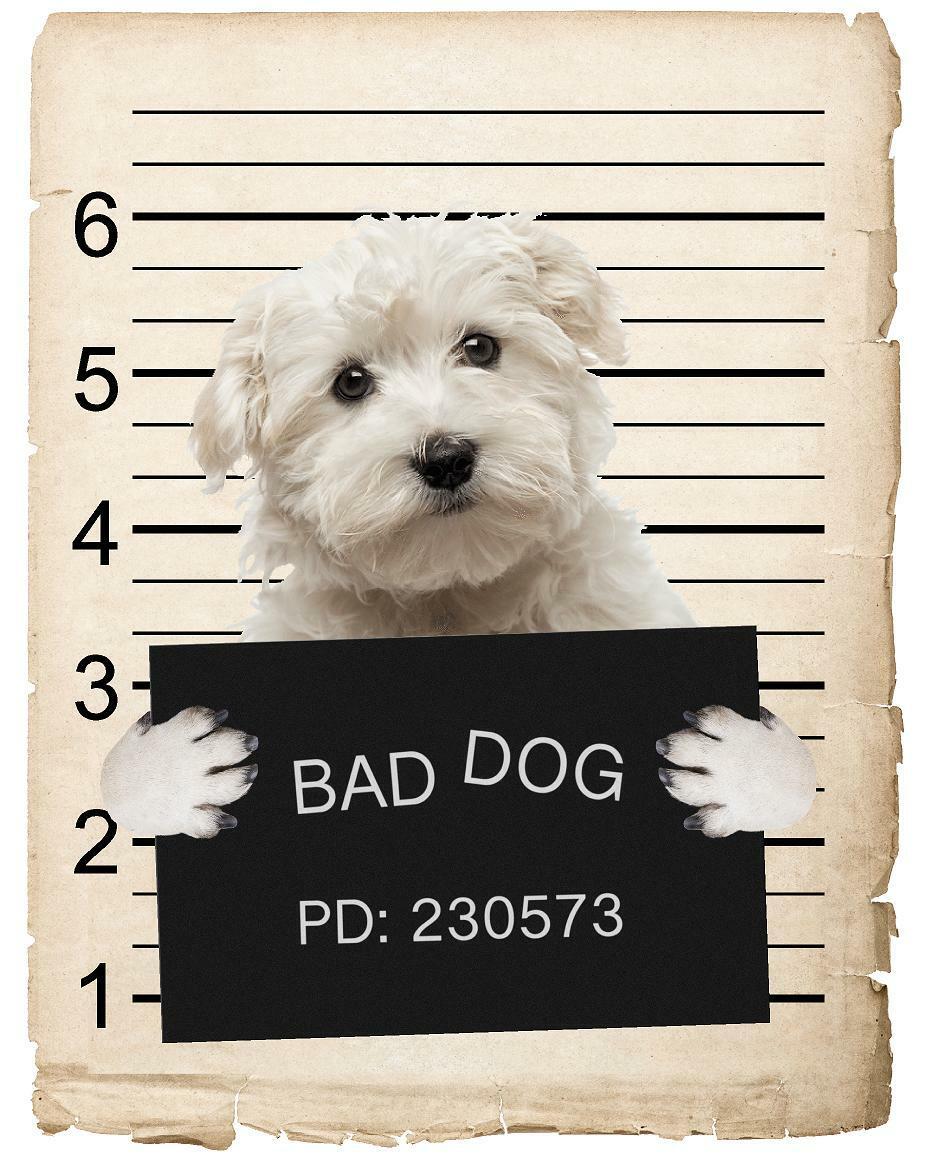 Maltese Mugshot Bad Dog Fridge refrigerator Car Magnet