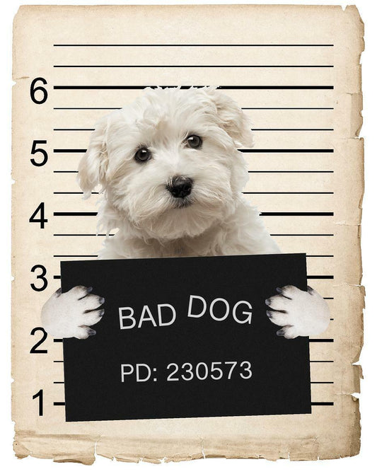Maltese Mugshot Bad Dog Fridge refrigerator Car Magnet