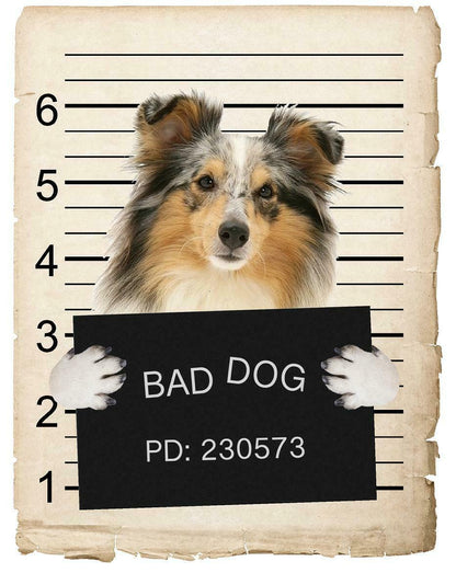 Shetland Sheepdog Mugshot Bad Dog Fridge refrigerator Car Magnet
